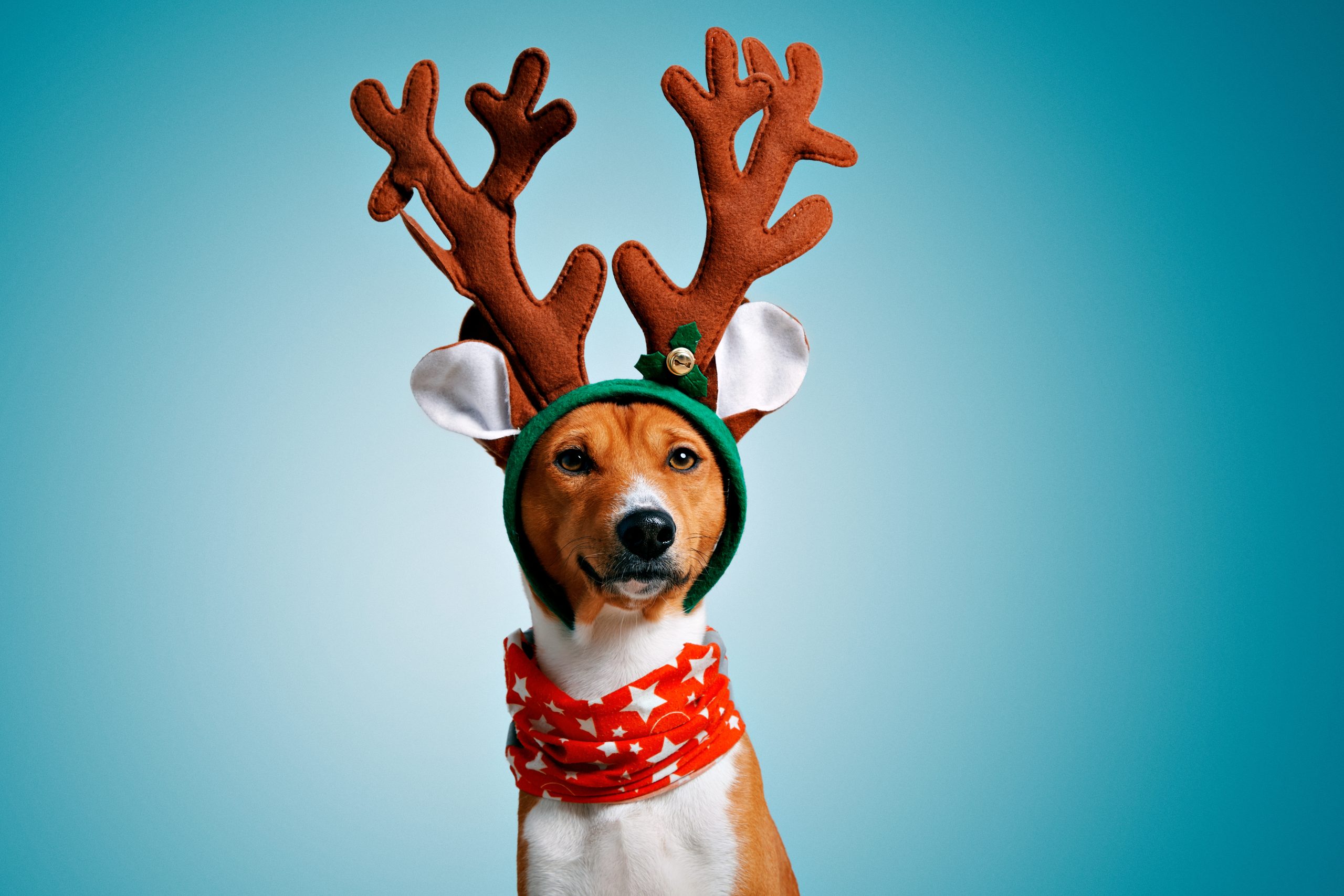 Read more about the article Christmas Competition – Week 1