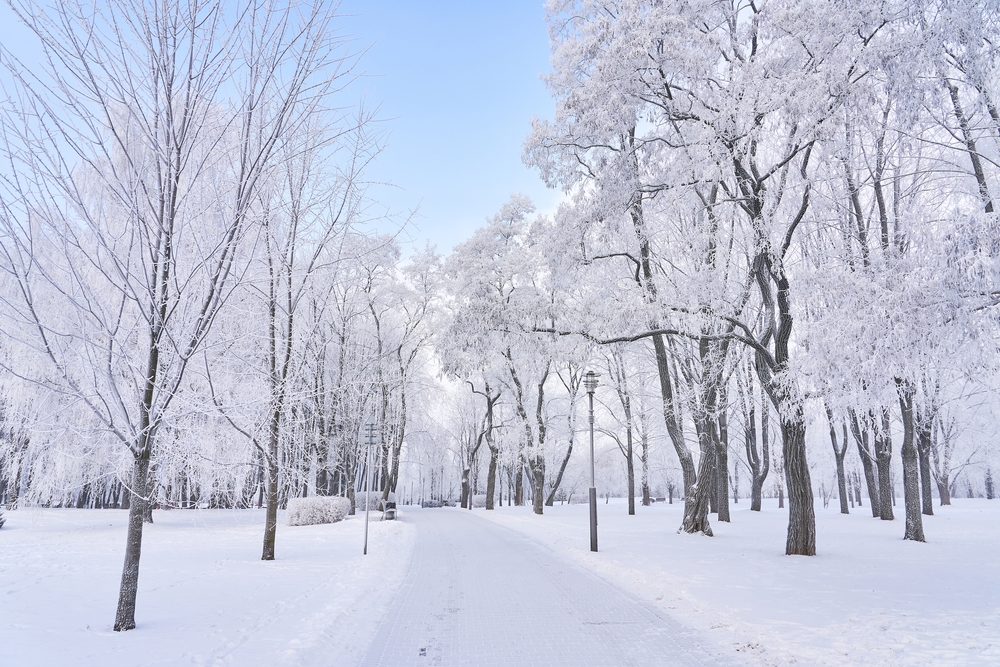 Read more about the article Christmas Competition – Week 3